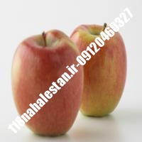 نهال سیب پایه کوتاه پایه مالینگ | سیب پایه کوتاه پایه مالینگ | بازار فروش نهال آنلاین 09120460327 مهندس ترابیان 