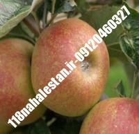 نهال سیب m107 پایه مالینگ | سیب m107 پایه مالینگ | بازار فروش نهال آنلاین ۰۹۱۲۰۴۶۰۳۲۷ مهندس ترابیان