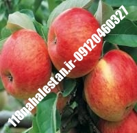 نهال سیب m111 | سیبm111 | بازار فروش نهال آنلاین ۰۹۱۲۰۴۶۰۳۲۷ مهندس ترابیان