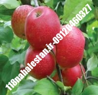 نهال سیب m111 پایه مالینگ | سیب m111 پایه مالینگ | بازار فروش نهال آنلاین ۰۹۱۲۰۴۶۰۳۲۷ مهندس ترابیان
