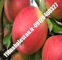 نهال سیب m7 | سیبm7 | بازار فروش نهال آنلاین ۰۹۱۲۰۴۶۰۳۲۷ مهندس ترابیان