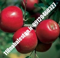 نهال سیب m7 پایه مالینگ | سیب m7 پایه مالینگ | بازار فروش نهال آنلاین ۰۹۱۲۰۴۶۰۳۲۷ مهندس ترابیان