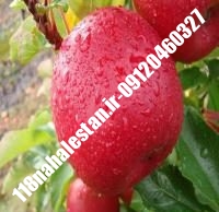 نهال سیب توسرخ پایه مالینگ | سیب توسرخ پایه مالینگ | بازار فروش نهال آنلاین ۰۹۱۲۰۴۶۰۳۲۷ مهندس ترابیان