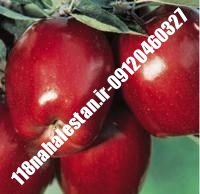 نهال سیب ردمریکال | سیب ردمریکال | بازار فروش نهال آنلاین ۰۹۱۲۰۴۶۰۳۲۷ مهندس ترابیان