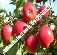 نهال سیب رم بیوتی | سیب رم بیوتی | بازار فروش نهال آنلاین ۰۹۱۲۰۴۶۰۳۲۷ مهندس ترابیان