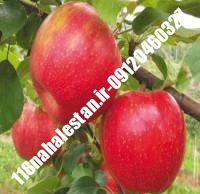 نهال سیب سوپر چیف | سیب سوپر چیف | بازار فروش نهال آنلاین ۰۹۱۲۰۴۶۰۳۲۷ مهندس ترابیان