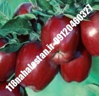 نهال سیب شمیرانی پایه رویشی | سیب شمیرانی پایه رویشی | بازار فروش نهال آنلاین ۰۹۱۲۰۴۶۰۳۲۷ مهندس ترابیان