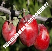 نهال سیب شمیرانی پایه مالینگ | سیب شمیرانی پایه مالینگ | بازار فروش نهال آنلاین ۰۹۱۲۰۴۶۰۳۲۷ مهندس ترابیان