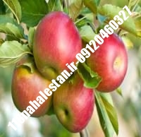 نهال سیب قندک پایه رویشی | سیب قندک پایه رویشی | بازار فروش نهال آنلاین ۰۹۱۲۰۴۶۰۳۲۷ مهندس ترابیان