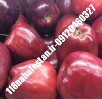 نهال سیب لبنان قرمز پایه مالینگ | سیب لبنان قرمز پایه مالینگ | بازار فروش نهال آنلاین ۰۹۱۲۰۴۶۰۳۲۷ مهندس ترابیان