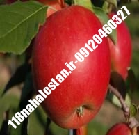 نهال سیب پایه مالینگ | سیب پایه مالینگ | بازار فروش نهال آنلاین ۰۹۱۲۰۴۶۰۳۲۷ مهندس ترابیان