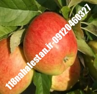 نهال سیب پایه کوتاه | سیب پایه کوتاه | بازار فروش نهال آنلاین ۰۹۱۲۰۴۶۰۳۲۷ مهندس ترابیان