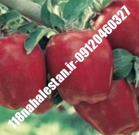 نهال سیب پایه کوتاه پایه رویشی | سیب پایه کوتاه پایه رویشی | بازار فروش نهال آنلاین ۰۹۱۲۰۴۶۰۳۲۷ مهندس ترابیان