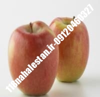 نهال سیب پایه کوتاه پایه مالینگ | سیب پایه کوتاه پایه مالینگ | بازار فروش نهال آنلاین ۰۹۱۲۰۴۶۰۳۲۷ مهندس ترابیان