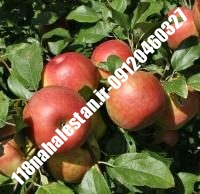 نهال سیب گلشاهی | سیب گلشاهی | بازار فروش نهال آنلاین ۰۹۱۲۰۴۶۰۳۲۷ مهندس ترابیان