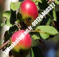نهال سیب گلشاهی پایه مالینگ | سیب گلشاهی پایه مالینگ | بازار فروش نهال آنلاین ۰۹۱۲۰۴۶۰۳۲۷ مهندس ترابیان